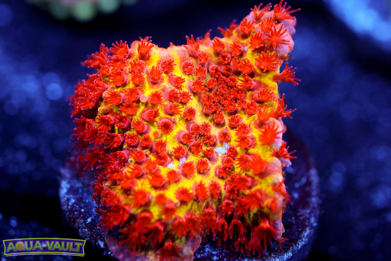 JF Burning Banana Stylo