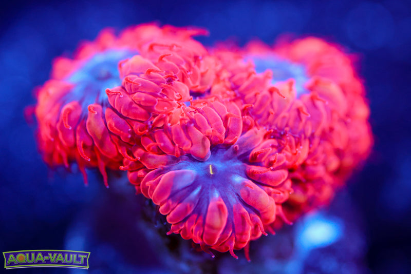 Superman Merletti Blasto