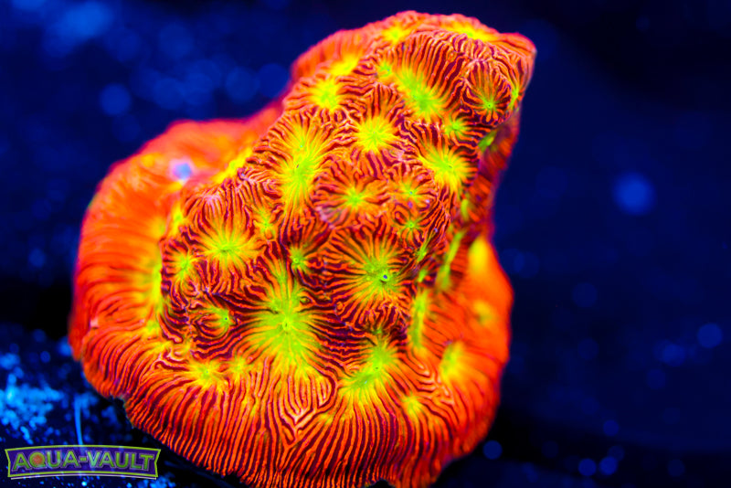 JF Jack O Lantern Leptoseris