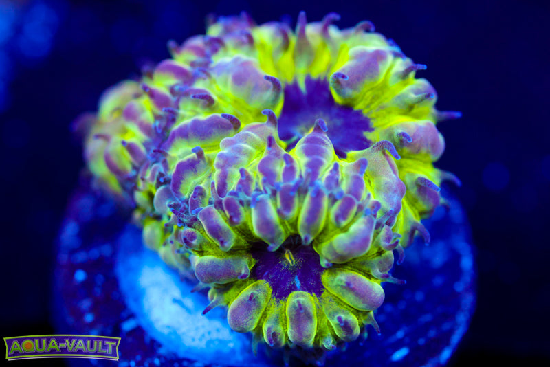 Master PPE Blasto Merletti