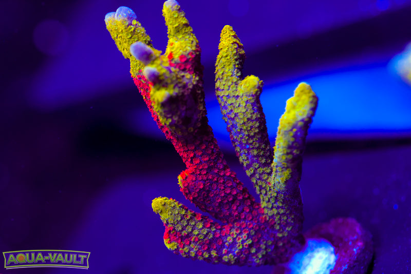 WWC Contraband Digitata