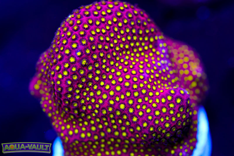 Electric Daisy Stylo