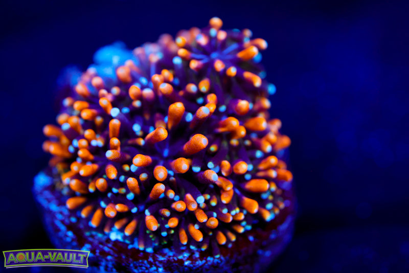 Gold Galaxea Coral
