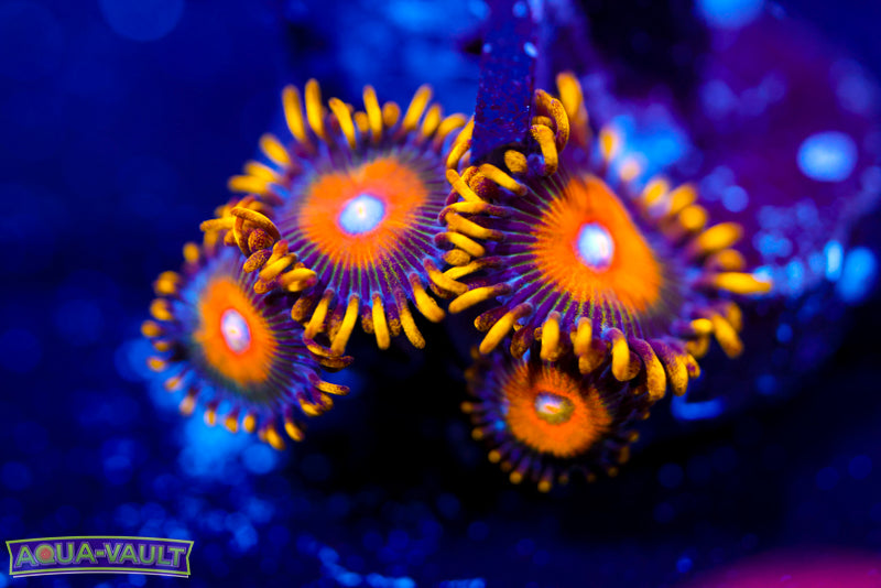 Scambled Eggs Zoa