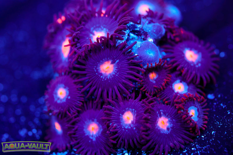 JPS Mystique Zoa