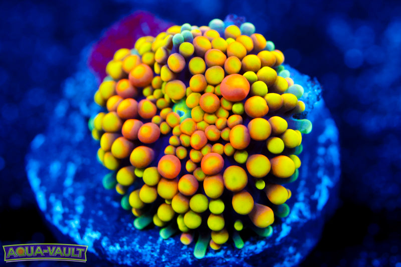 Lime Time Rainbow Ricordea