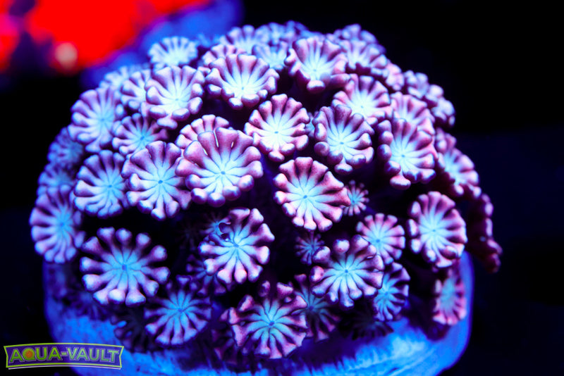Ultra Violet Alveopora Mini Colony