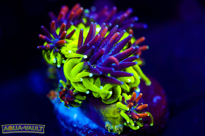 Sonic the Hedgehog Galaxea Coral