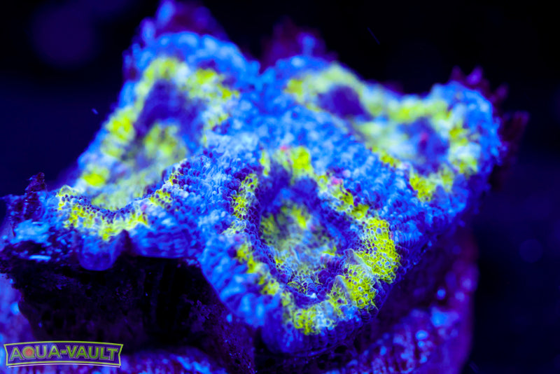 Alien Acan
