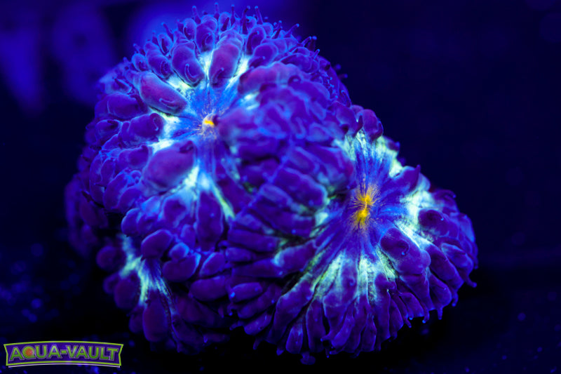 Black Raven Blasto Merletti