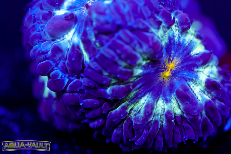 Black Raven Blasto Merletti