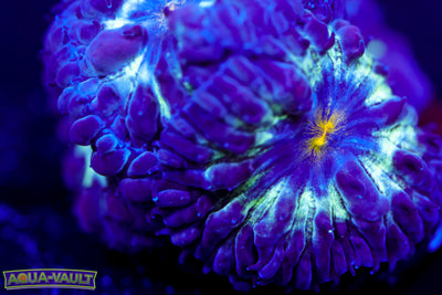 Black Raven Blasto Merletti