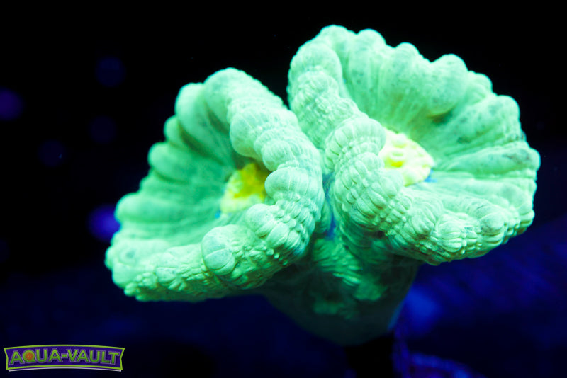 Double Trumpet Coral