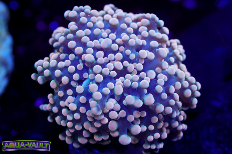 Pink Branching Octospawn