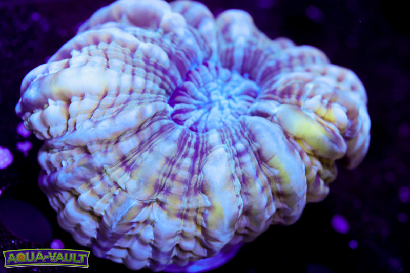 Translucent Cynarina Coral 3"+