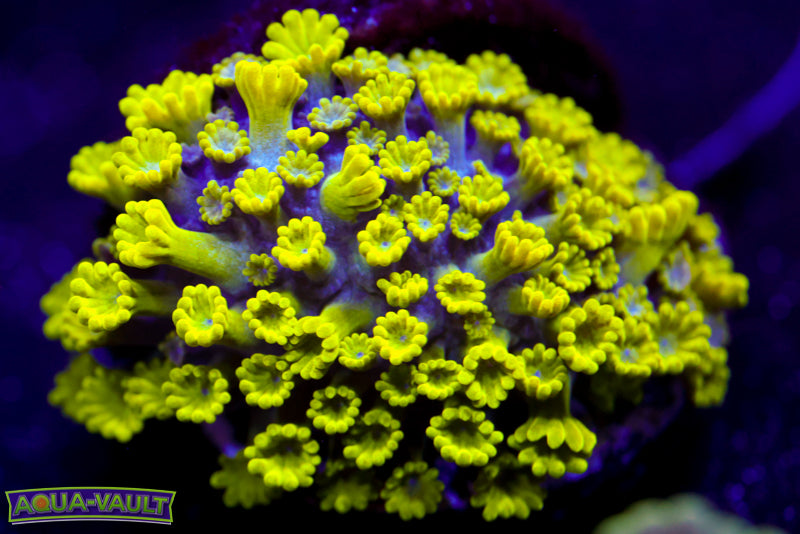 CV Grouch Micro Alveopora