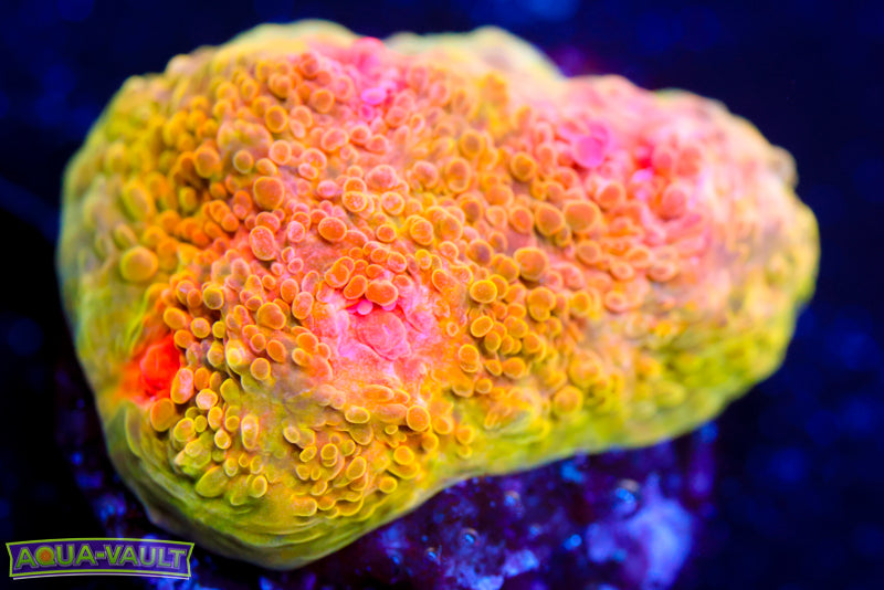 3G Mummy Eye Chalice