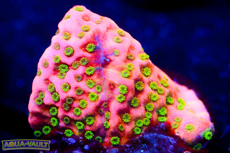 Tropic Thunder Monti