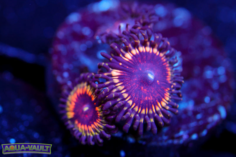 Vampire Zoa
