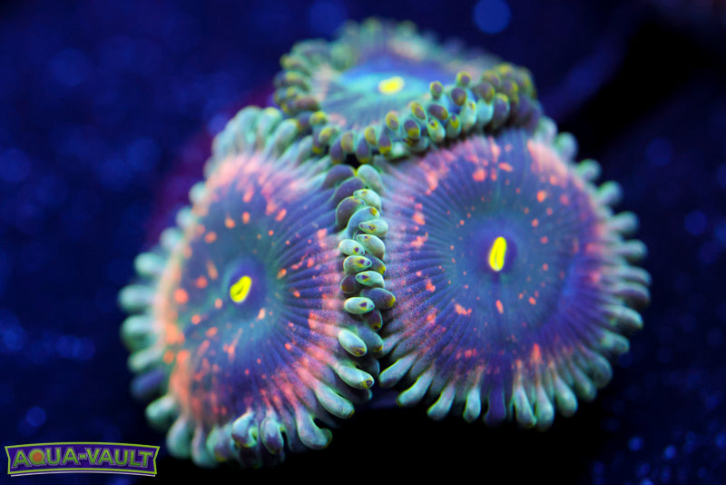 Hawaiian PE Zoa