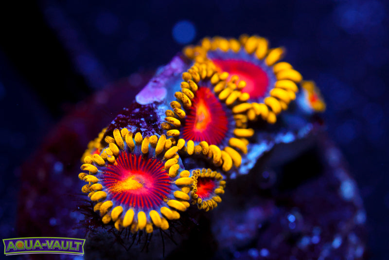 CC Super Saiyan Zoa