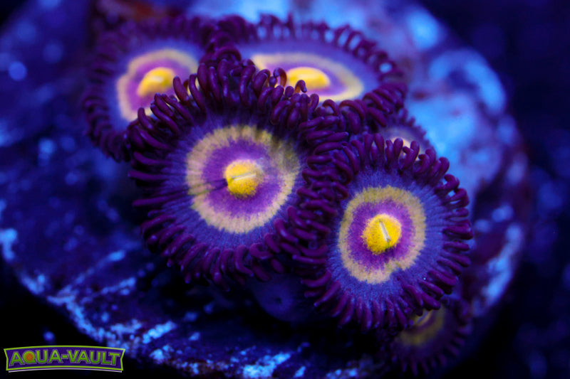 UC Shapeshifter Zoa $$$