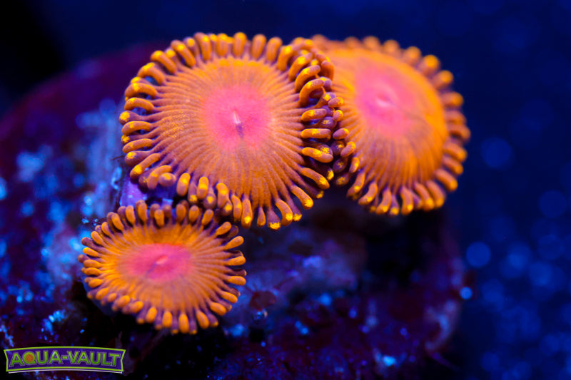 WWC Golden Gods Zoa
