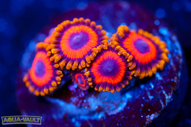 Fruit Loops Zoa