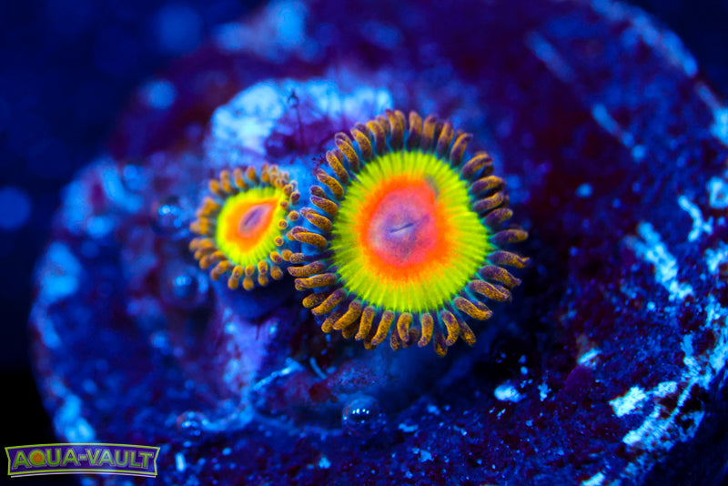 Rainbow Rasta Zoa