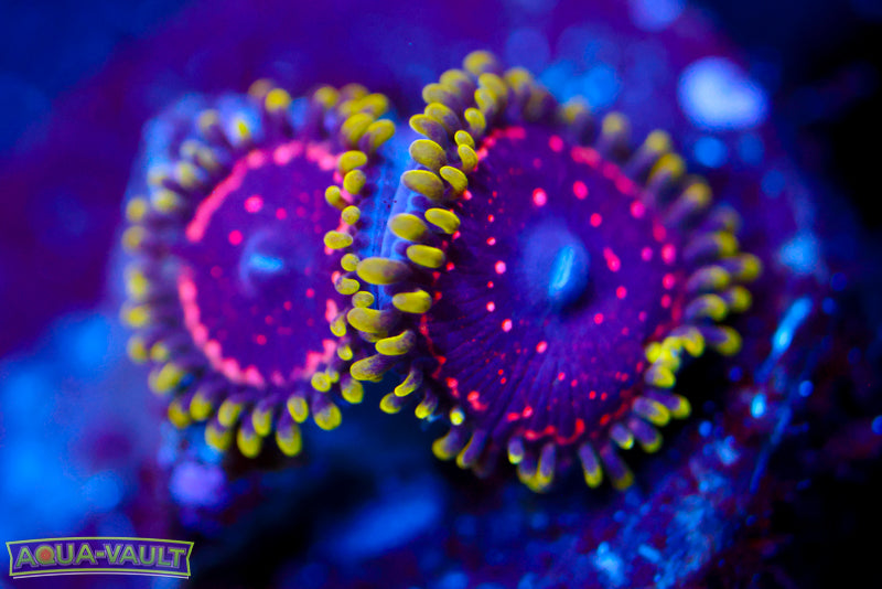 WWC Taser Zoa