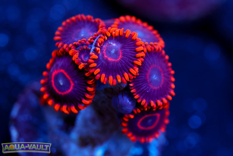 Red Hornet Zoa