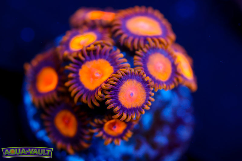 Kind Midas Zoa