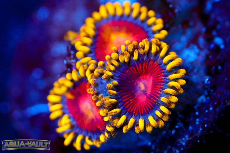 CC Super Saiyan Zoa 2