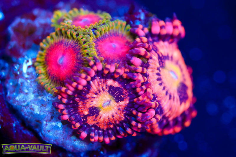 Awesome Blossom + JF Cry Baby Zoa