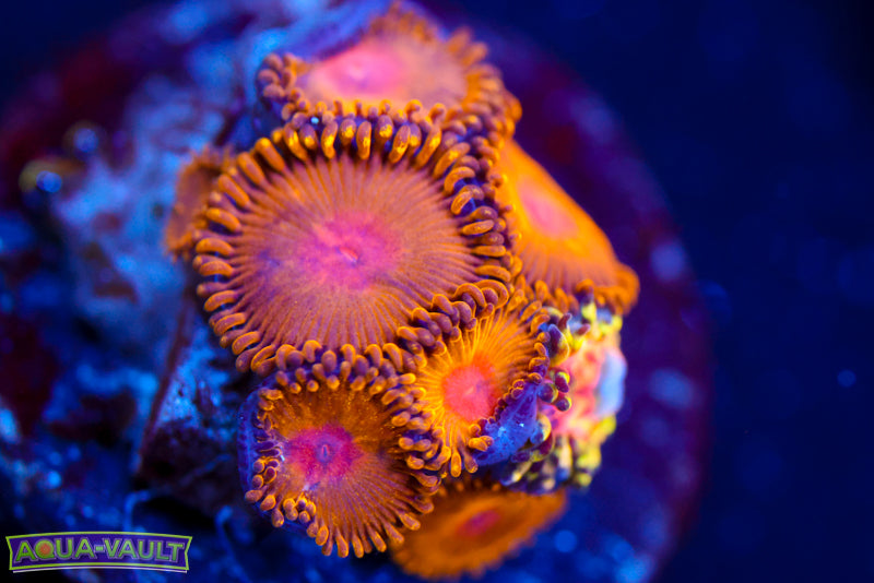 WWC Golden Gods Zoa 2