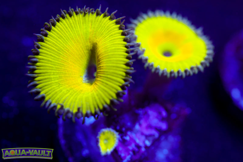 Nuke Town Poly Zoa