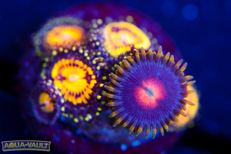WWC Butt Muncher + Ultra Nipple Zoa