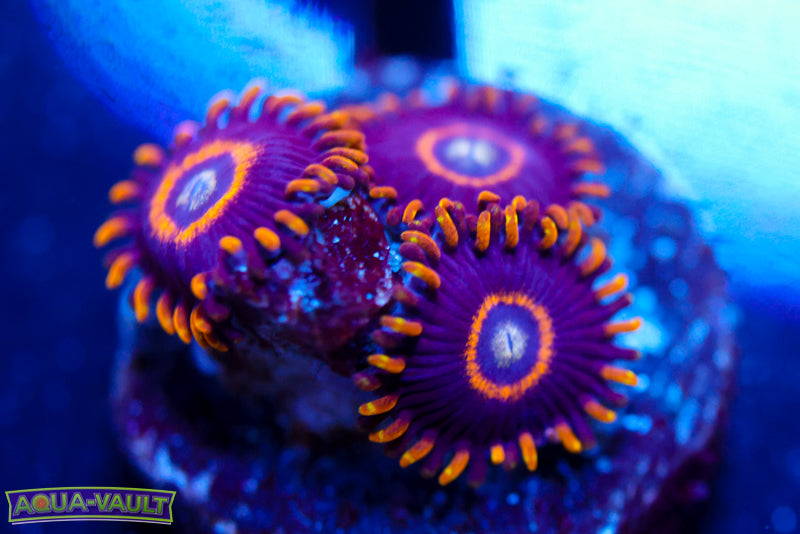 Blue Hornet Zoa