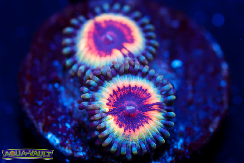 Solar Flare Zoa