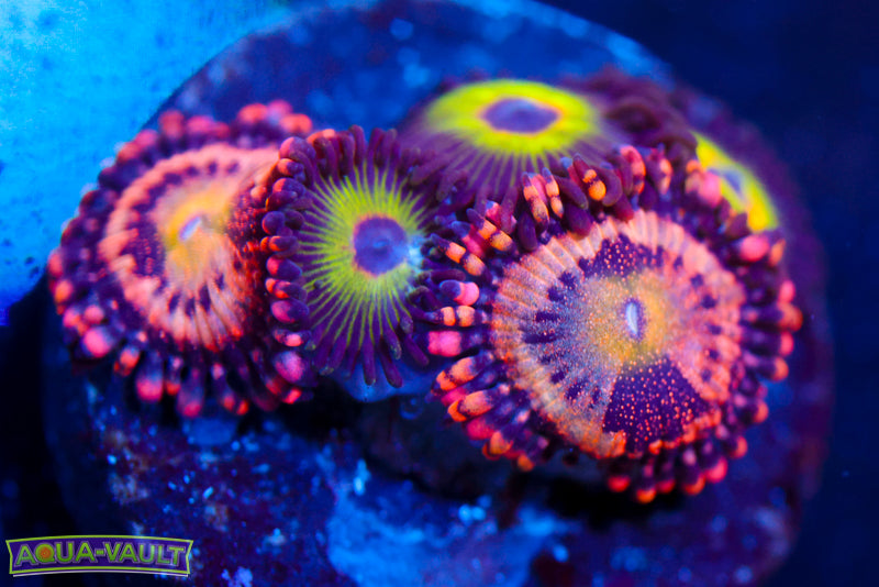 Bob Marley + Cry Baby Zoa