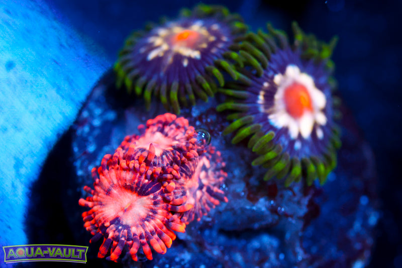 Utter Choas + Stargazer Zoa