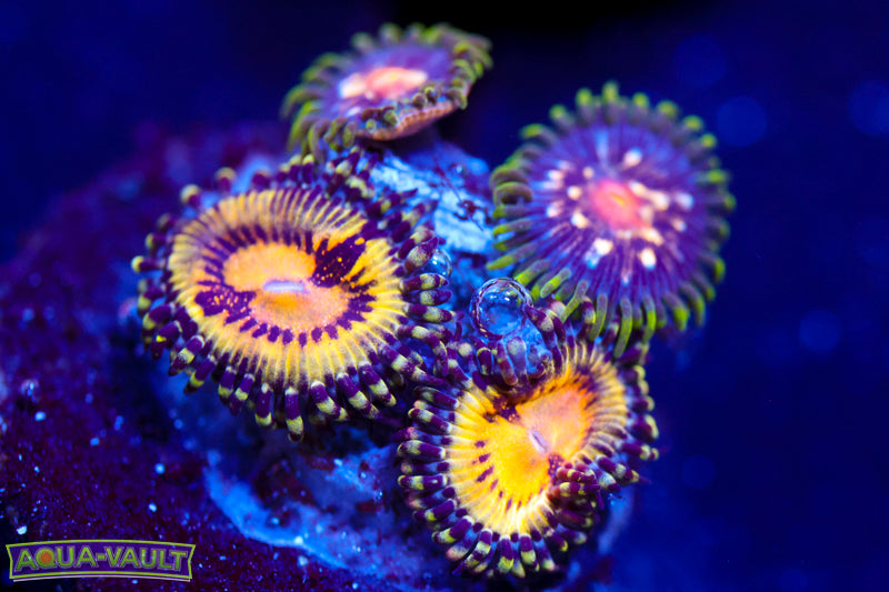 Butt Muncher + Stargazer Zoa