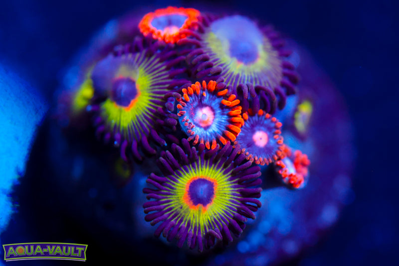 Bob Marley + Snitches Zoa