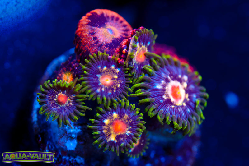 JF Stargazer + Crybaby Zoa