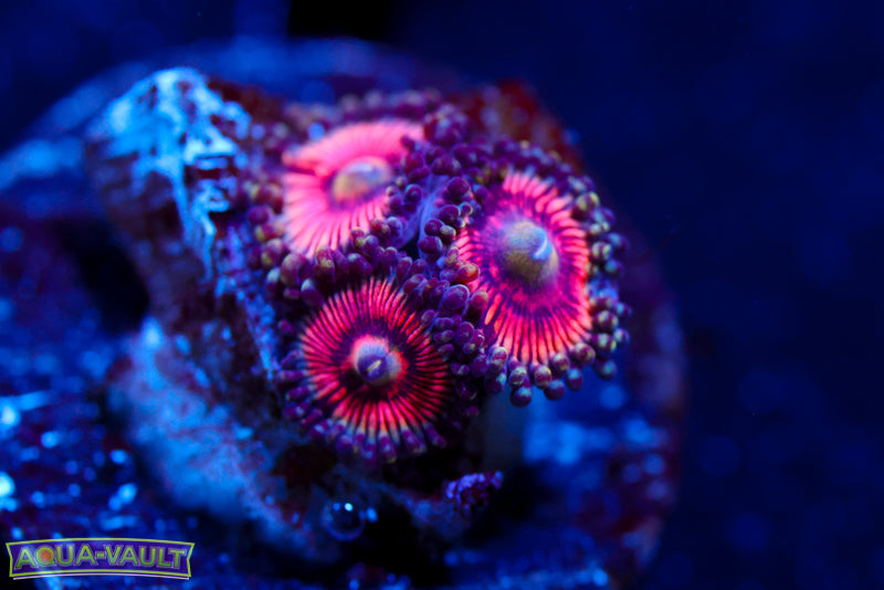 Paternity Test Zoa
