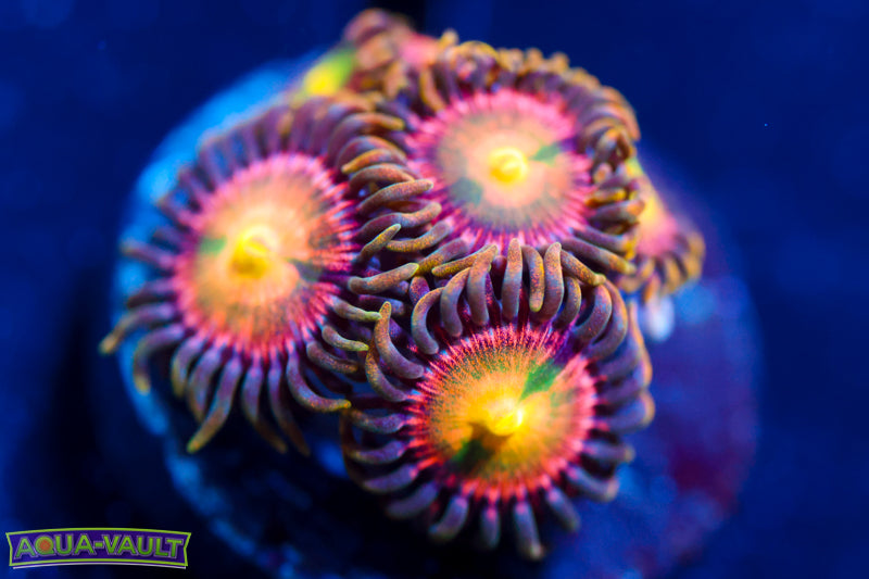 Laser Lemon Zoa