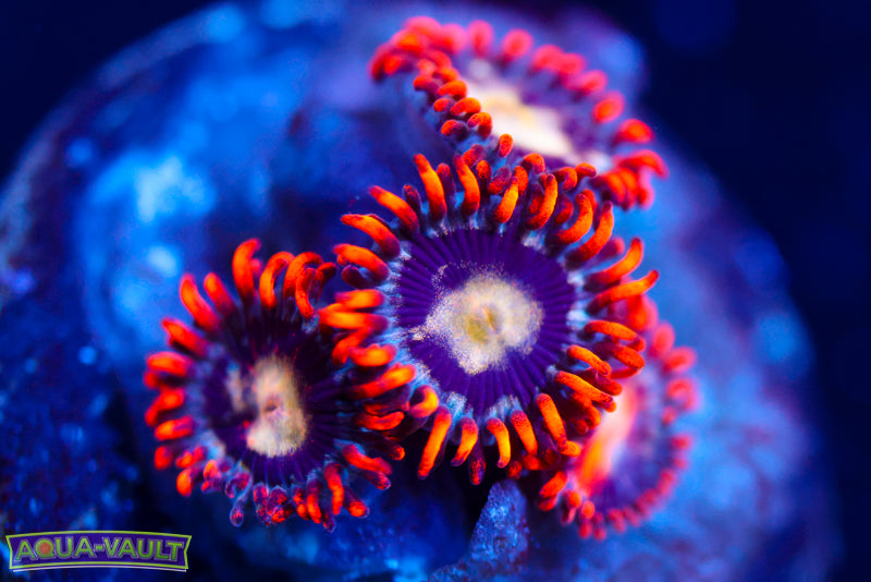 Fireworks Zoa