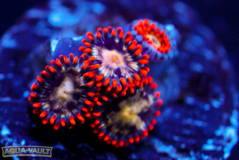 Fireworks Zoa 2