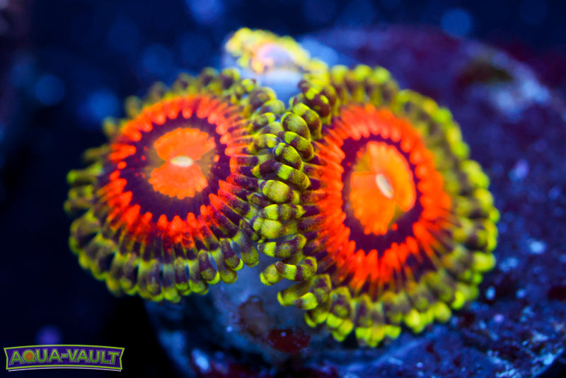 JF Rainbow Incinerator Zoa