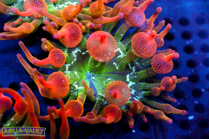 CV Acid Trip Rainbow Bubble TIp Nem